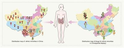 Progress in research on gut microbiota in ethnic minorities in China and consideration of intervention strategies based on ethnic medicine: A review